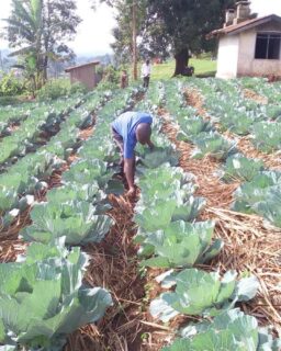 One of the Areas of Focus at Bulhalho Foundation.